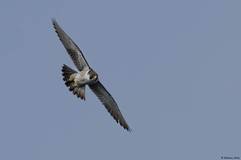 Faucon plerin, Falco peregrinus peregrinus