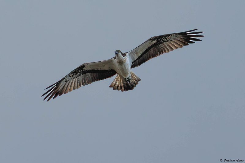 Balbuzard pcheur, Pandion haliaetus