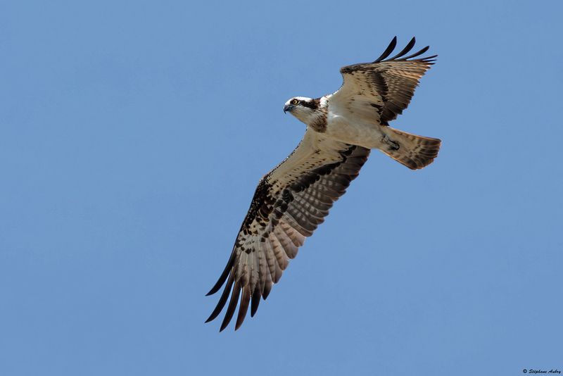 Balbuzard pcheur, Pandion haliaetus