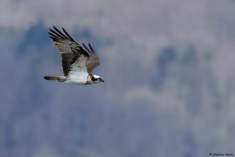 Balbuzard pcheur, Pandion haliaetus