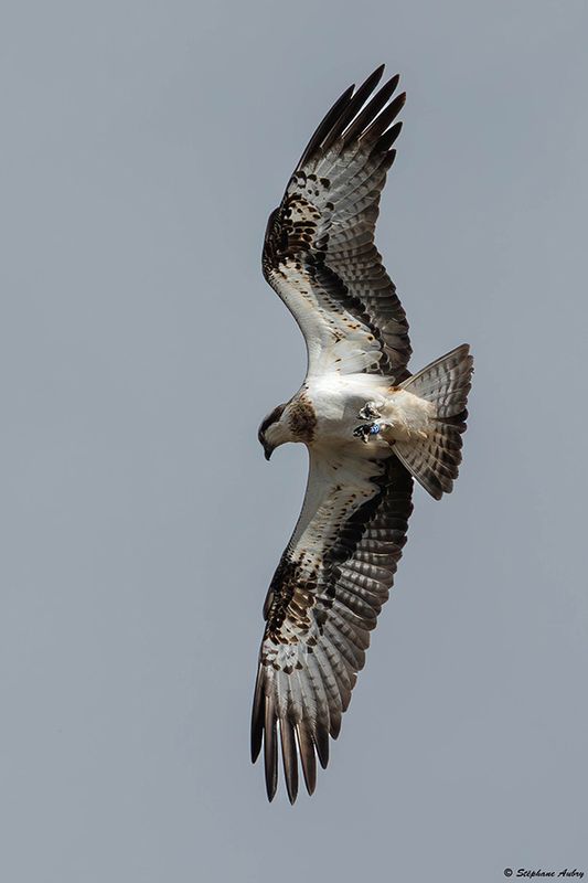 Balbuzard pcheur, Pandion haliaetus