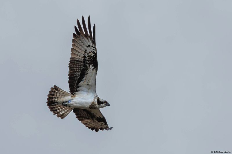 Balbuzard pcheur, Pandion haliaetus