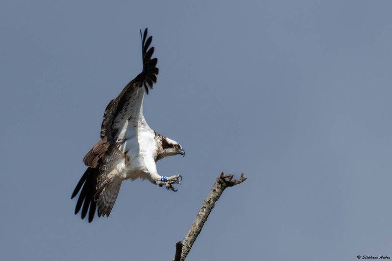 Balbuzard pcheur, Pandion haliaetus