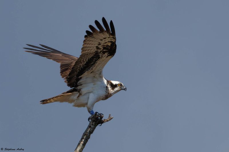 Balbuzard pcheur, Pandion haliaetus