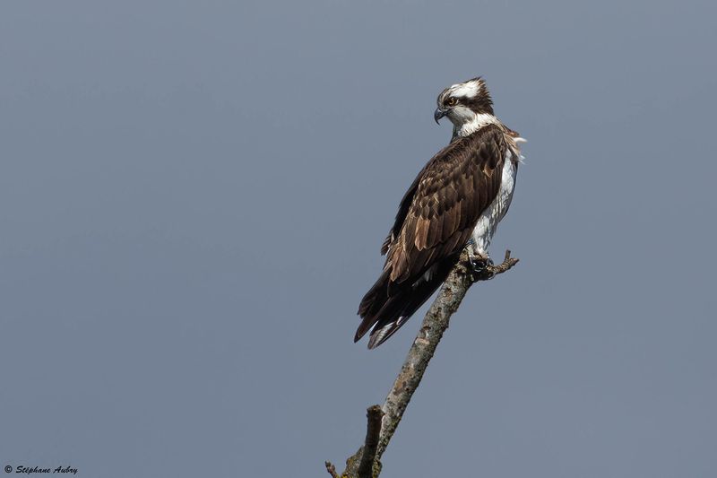 Balbuzard pcheur, Pandion haliaetus