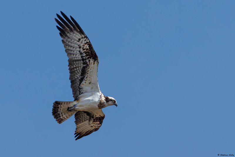 Balbuzard pcheur, Pandion haliaetus