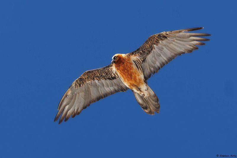 Gypate barbu, Gypaetus barbatus