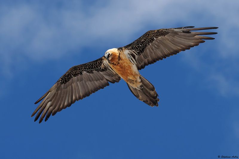 Gypate barbu, Gypaetus barbatus