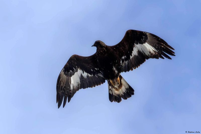 Aigle royal, Aquila chrysaetos