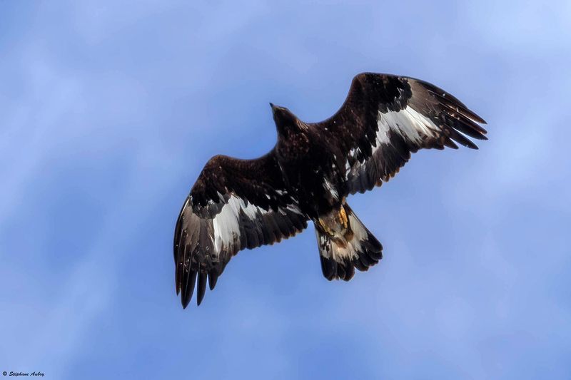 Aigle royal, Aquila chrysaetos