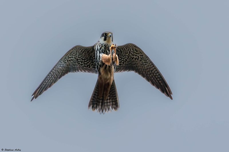 Faucon hobereau, Falco subbuteo