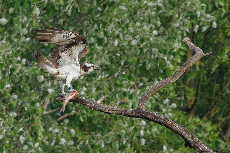 Balbuzard pcheur, Pandion haliaetus