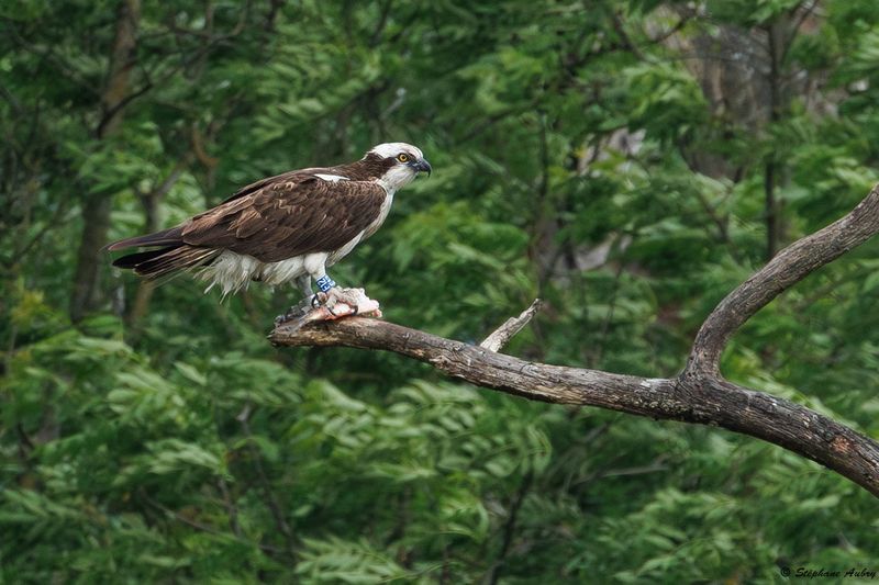 Balbuzard pcheur, Pandion haliaetus