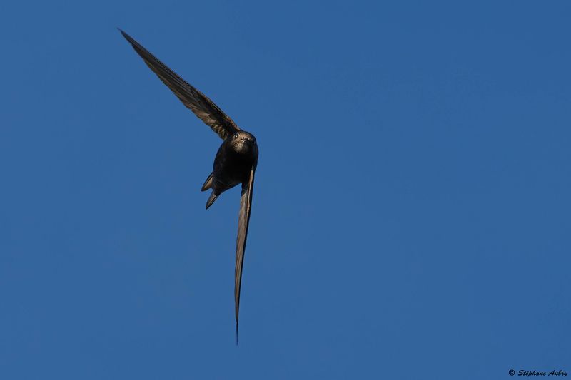 Martinet noir, Apus apus