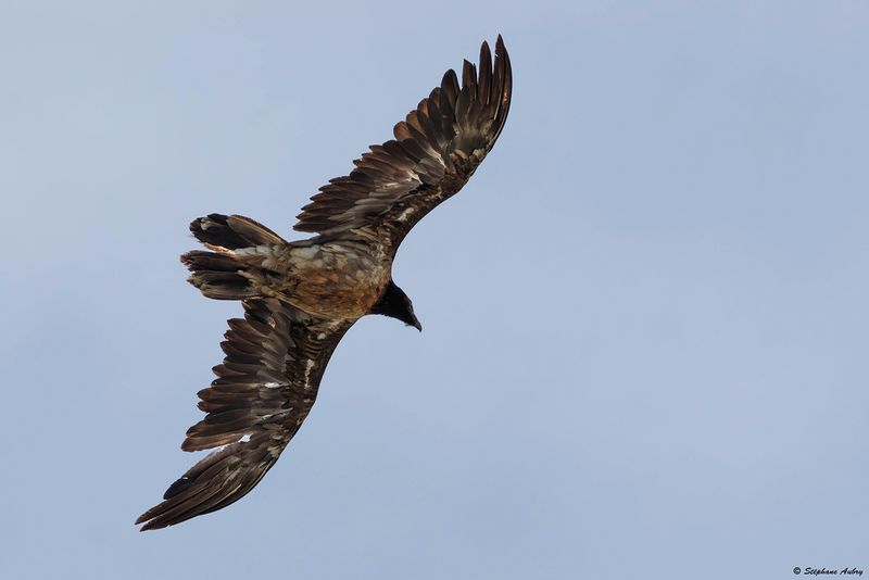 Gypate barbu, Gypaetus barbatus