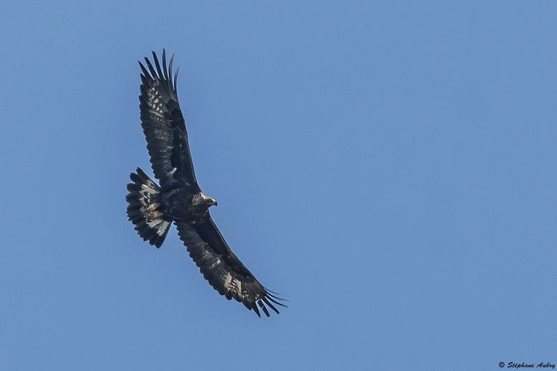 Aigle royal, Aquila chrysaetos