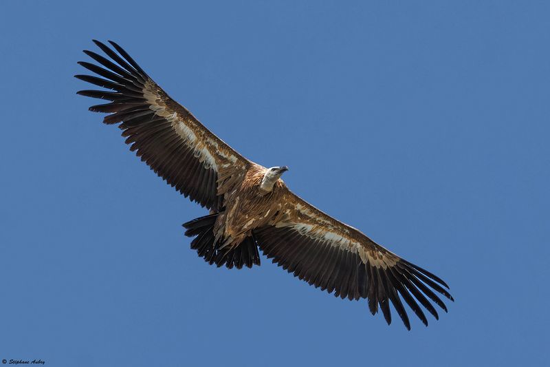 Vautour fauve, Gyps fulvus