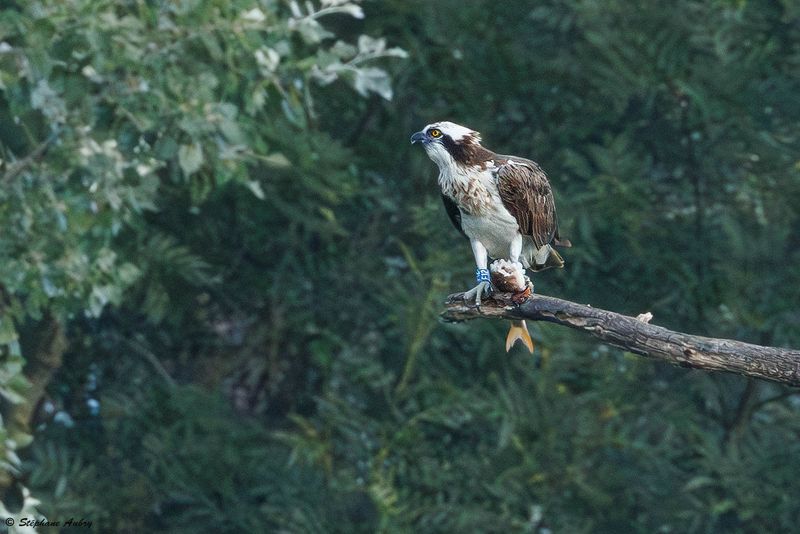 Balbuzard pcheur, Pandion haliaetus