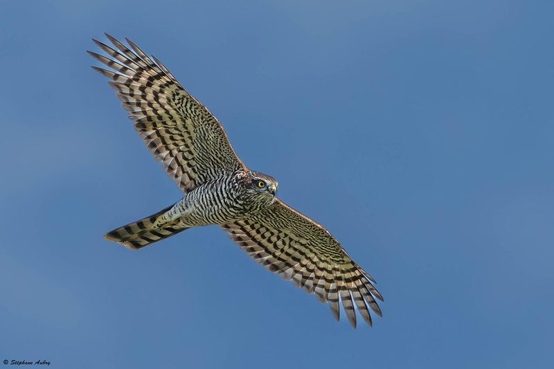 Epervier dEurope, Accipiter nisus