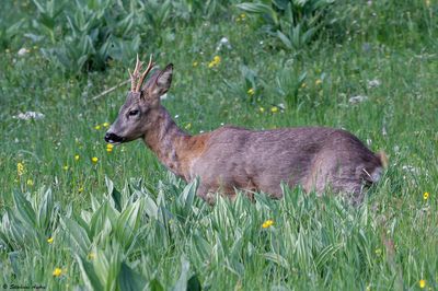 Chevreuil, Capreolus capreolus