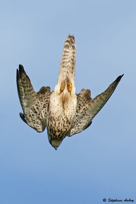 Faucon crcerelle, Falco tinnunculus