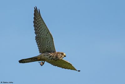 Faucon crcerelle, Falco tinnunculus