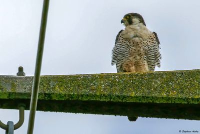 Faucon pèlerin, Falco peregrinus