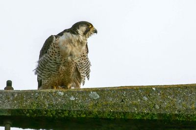 Faucon pèlerin, Falco peregrinus