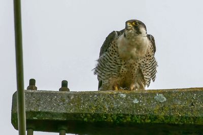 Faucon pèlerin, Falco peregrinus