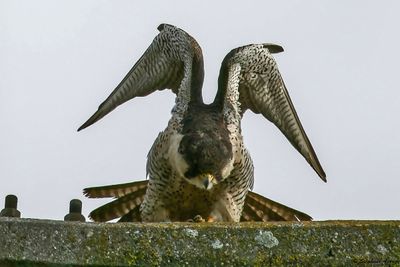 Faucon pèlerin, Falco peregrinus