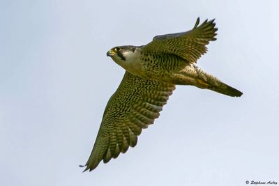 Faucon pèlerin, Falco peregrinus
