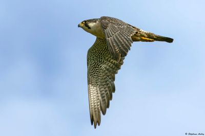 Faucon pèlerin, Falco peregrinus