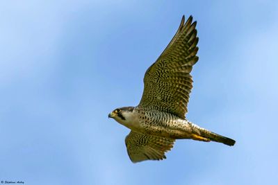 Faucon pèlerin, Falco peregrinus