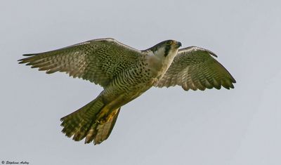 Faucon pèlerin, Falco peregrinus