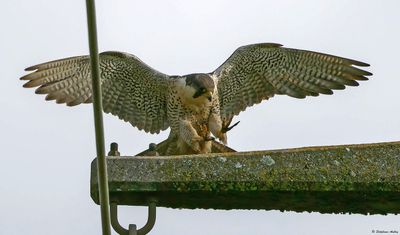 Faucon pèlerin, Falco peregrinus