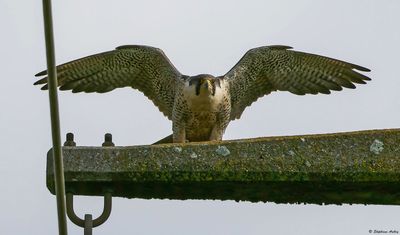 Faucon pèlerin, Falco peregrinus