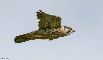 Faucon pèlerin, Falco peregrinus