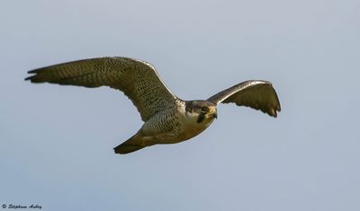 Faucon pèlerin, Falco peregrinus
