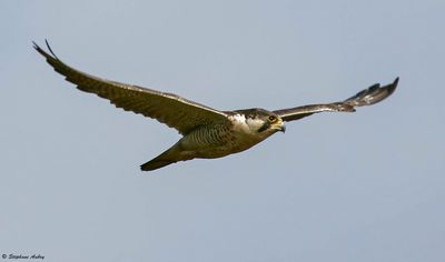 Faucon pèlerin, Falco peregrinus
