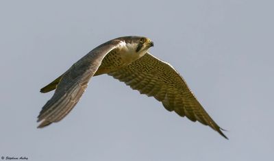 Faucon pèlerin, Falco peregrinus