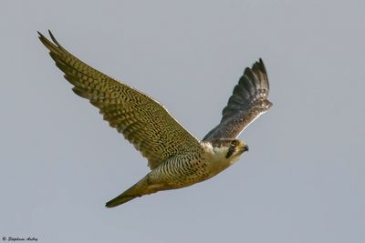 Faucon pèlerin, Falco peregrinus
