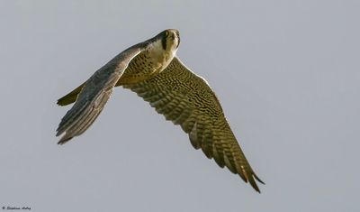 Faucon pèlerin, Falco peregrinus