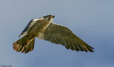 Faucon pèlerin, Falco peregrinus