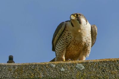 Faucon pèlerin, Falco peregrinus