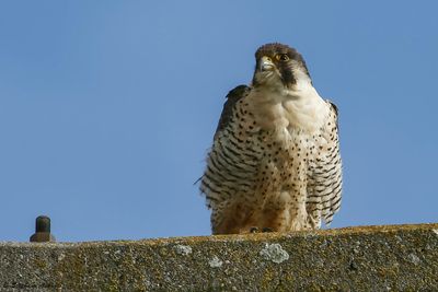 Faucon pèlerin, Falco peregrinus
