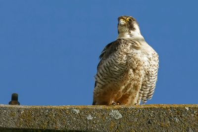 Faucon pèlerin, Falco peregrinus
