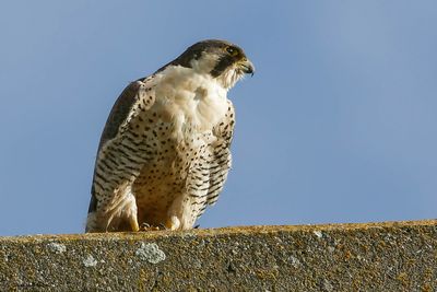 Faucon pèlerin, Falco peregrinus