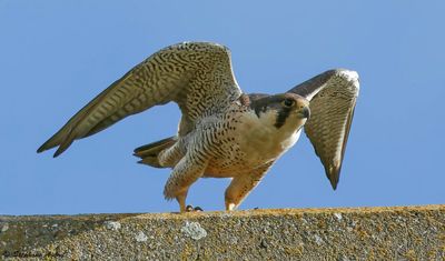 Faucon pèlerin, Falco peregrinus
