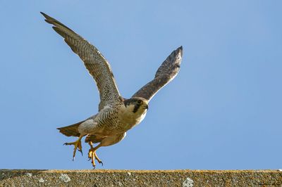 Faucon pèlerin, Falco peregrinus