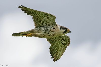 Faucon pèlerin, Falco peregrinus